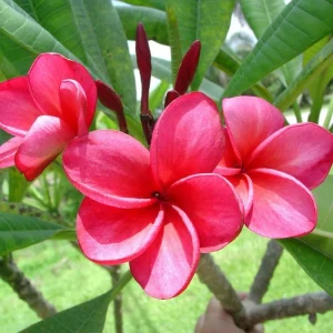 2 Yellow Plumeria Cuttings - 12 Inch Live Tropical Frangipani Plant - Image 3