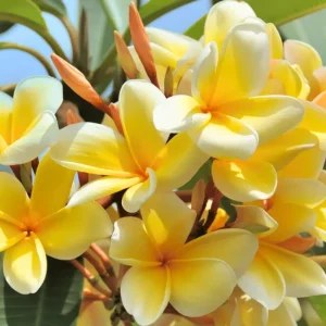 2 Yellow Plumeria Cuttings - 12 Inch Live Tropical Frangipani Plant - Image 1