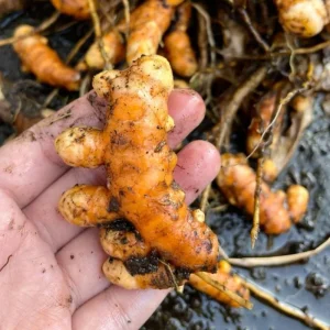 2 Yellow Turmeric Live Plants, 4-8