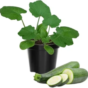 2 Zucchini Plants Live Seedlings, 4 Inches Pot, Live Squash Plants from 3 to 6 Inches Tall - Image 7