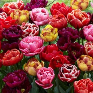 20 Double Peony Tulip Bulbs Mixed - Perennial Flowers for Garden - Image 2
