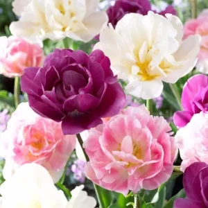 20 Double Peony Tulip Bulbs Mixed - Perennial Flowers for Garden - Image 4
