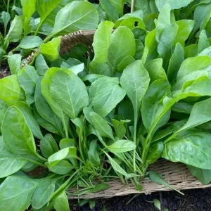 20 Gr (2800 Seeds) Spinach Seeds for Planting, Garden Vegetable Seeds - Image 4