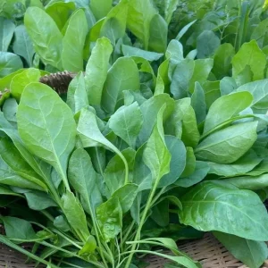 20 Gr (2800 Seeds) Spinach Seeds for Planting, Garden Vegetable Seeds - Image 5