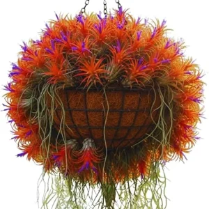 20 Live Air Plants Tillandsia – Houseplants for Indoor & Outdoor, 2-3 Inch Long - Image 1