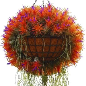 20 Live Air Plants Tillandsia – Houseplants for Indoor & Outdoor, 2-3 Inch Long - Image 6
