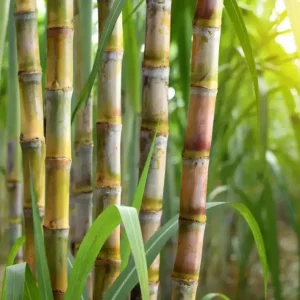 20 Mixed Sugarcane Plant Cuttings – Saccharum Officinarum – Unrooted – 12-24