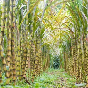 20 Mixed Sugarcane Plant Cuttings – Saccharum Officinarum – Unrooted – 12-24