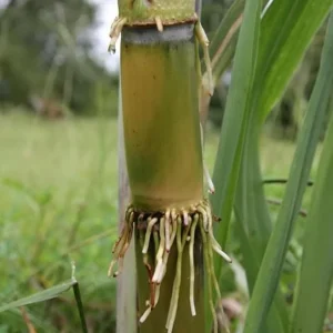 20 Mixed Sugarcane Plant Cuttings – Saccharum Officinarum – Unrooted – 12-24