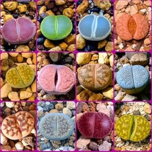 20 Pack Assorted Lithops Live Plants – Rare Living Stone Succulents for Indoor Gardens - Image 1