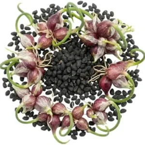 200 Walking Onion Seeds - Cold Hardy Perennial, Fast-Growing, High Yield - Image 3