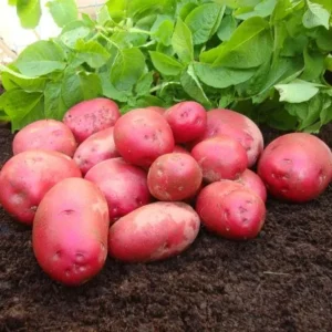 210 Red Potato Seeds for Planting - Easy to Grow, High Yield - Image 2