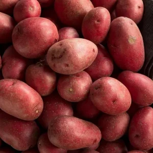 210 Red Potato Seeds for Planting - Easy to Grow, High Yield - Image 4