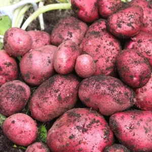 210 Red Potato Seeds for Planting - Easy to Grow, High Yield - Image 6