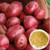 210 Red Potato Seeds for Planting - Easy to Grow, High Yield - Image 1