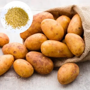 210 Russet Potato Seeds for Planting - Heirloom Vegetable Seeds - Image 1