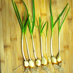25+ Hardneck Garlic Plants – Mixed Varieties – Bare Root – Ready For Planting - Image 2