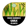 25+ Hardneck Garlic Plants – Mixed Varieties – Bare Root – Ready For Planting - Image 1