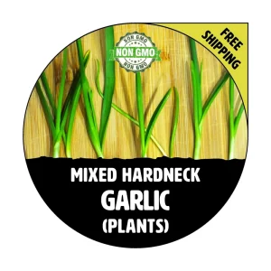25+ Hardneck Garlic Plants – Mixed Varieties – Bare Root – Ready For Planting - Image 1