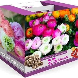 25 Mix Ranunculus Bulbs for Fall Planting - French Peony Corms, Full Sun - Image 5