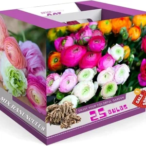 25 Mix Ranunculus Bulbs for Fall Planting - French Peony Corms, Full Sun - Image 7