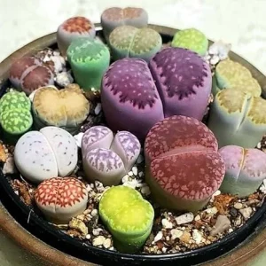25 Mixed Lithop Plants Live - Assorted Living Stone Succulents for Indoor Spaces - Image 4