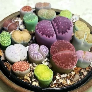 25 Mixed Lithop Plants Live - Assorted Living Stone Succulents for Indoor Spaces - Image 6