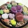 25 Mixed Lithop Plants Live - Assorted Living Stone Succulents for Indoor Spaces - Image 1