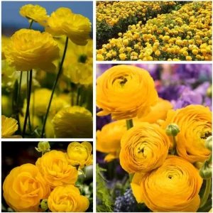 25 Mixed Ranunculus Bulbs for Fall Planting - Vibrant, Rose-like Blooms - Image 5