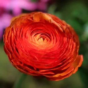 25 Mixed Ranunculus Bulbs for Fall Planting - Vibrant, Rose-like Blooms - Image 8