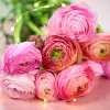 25 Pink Ranunculus Bulbs - Fall Planting Corms for Spring Flowers, 12-18" Tall - Image 3