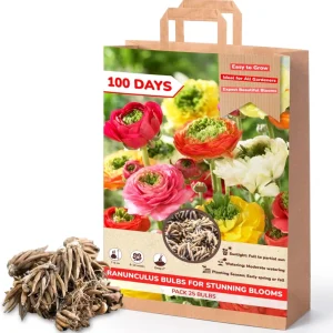 25 Pink Ranunculus Bulbs - Fall Planting Corms for Spring Flowers, 12-18