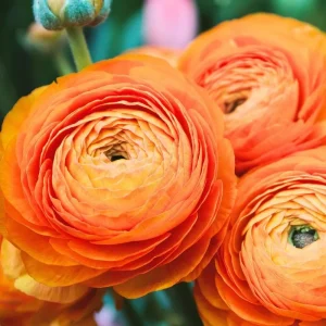25 Pink Ranunculus Bulbs - Fall Planting Corms for Spring Flowers, 12-18