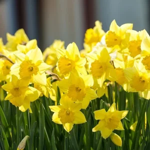 25 Yellow Daffodil Flower Bulbs – Large Flowering Bulbs for Outdoor Planting - Image 7