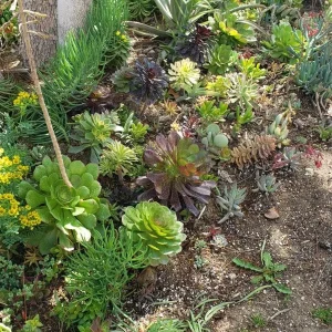 250 Succulent Cuttings Live Plants - Mixed Varieties for Outdoor Gardens, Gifts, DIY - Image 10