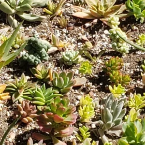250 Succulent Cuttings Live Plants - Mixed Varieties for Outdoor Gardens, Gifts, DIY - Image 2