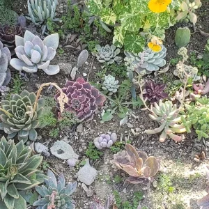 250 Succulent Cuttings Live Plants - Mixed Varieties for Outdoor Gardens, Gifts, DIY - Image 3