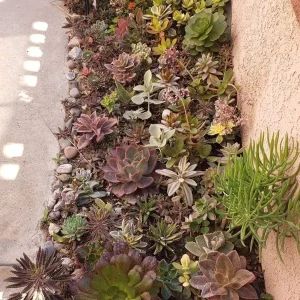 250 Succulent Cuttings Live Plants - Mixed Varieties for Outdoor Gardens, Gifts, DIY - Image 4