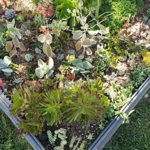 250 Succulent Cuttings Live Plants - Mixed Varieties for Outdoor Gardens, Gifts, DIY - Image 6