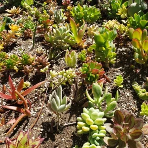 250 Succulent Cuttings Live Plants - Mixed Varieties for Outdoor Gardens, Gifts, DIY - Image 8