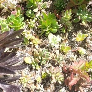 250 Succulent Cuttings Live Plants - Mixed Varieties for Outdoor Gardens, Gifts, DIY - Image 9