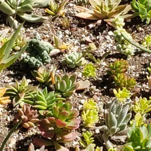 250 Succulent Cuttings Mixed Varieties Live Plants for Gardens & Projects - Image 2
