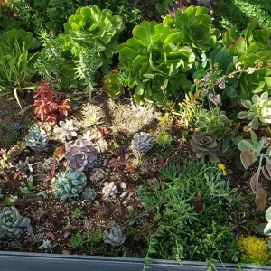 250 Succulent Cuttings Mixed Varieties Live Plants for Gardens & Projects - Image 5