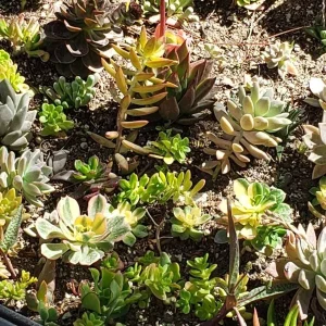 250 Succulent Cuttings Mixed Varieties Live Plants for Gardens & Projects - Image 7