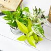 3 Assorted Pothos Live Plants – Houseplant for Indoor & Outdoor – 4 Inch Pot