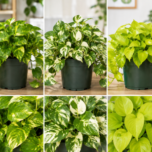 3 Assorted Pothos Live Plants – Houseplant for Indoor & Outdoor – 4 Inch Pot