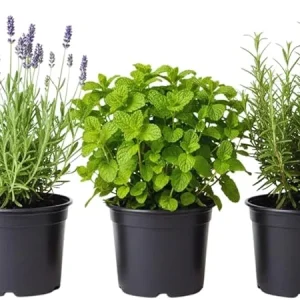 3 Assorted Herb Plants Live - Holy Basil, Rosemary, Mint, Cuban Oregano, 3-5 Inches Tall - Image 4
