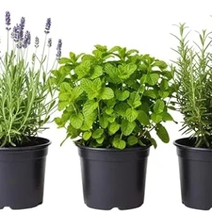3 Assorted Herb Plants Live - Holy Basil, Rosemary, Mint, Cuban Oregano, 3-5 Inches Tall - Image 6