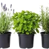 3 Assorted Herb Plants Live - Holy Basil, Rosemary, Mint, Cuban Oregano, 3-5 Inches Tall - Image 1