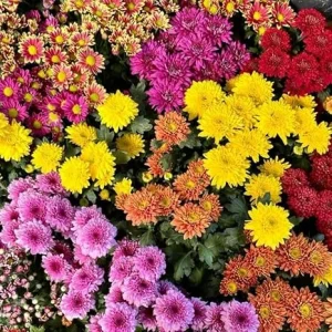 3 Assorted Mum Live Plants – Chrysanthemum, 4-6 Inch Tall, Vibrant Blooms, Perennial Outdoor - Image 5